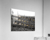 Michigan Acrylic Print