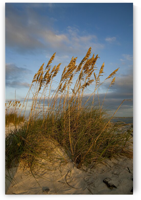 Sea Oats by Compass Studios