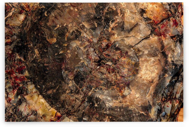 Petrified Wood I by Compass Studios