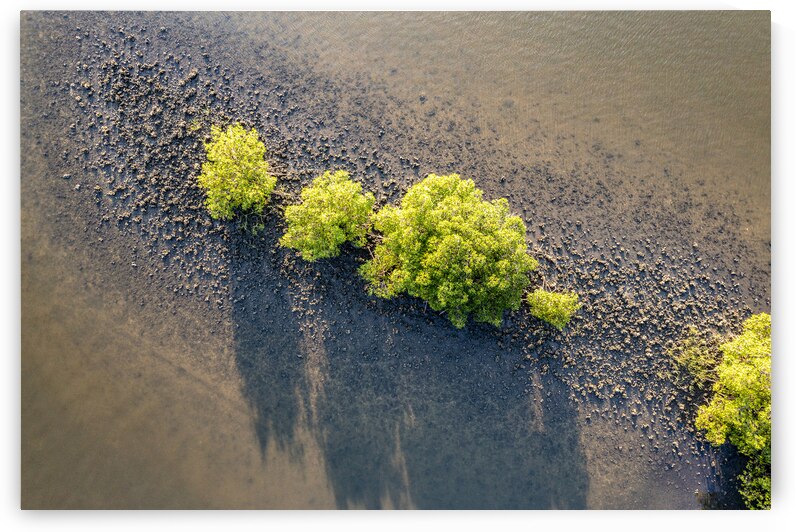 Tranquility II by Compass Studios