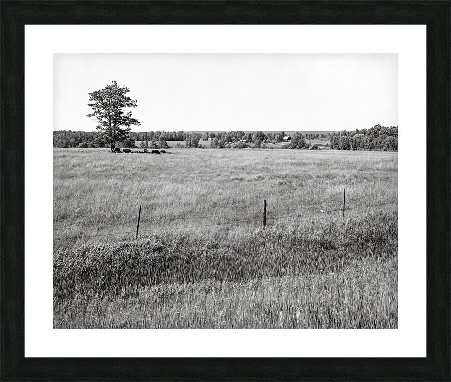 Shade Tree Picture Frame print