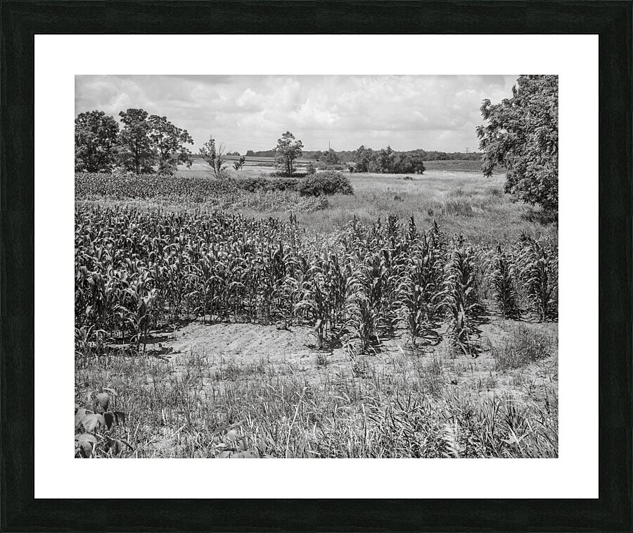 Corn Picture Frame print