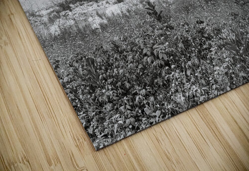 Wild Rasberries Compass Studios puzzle