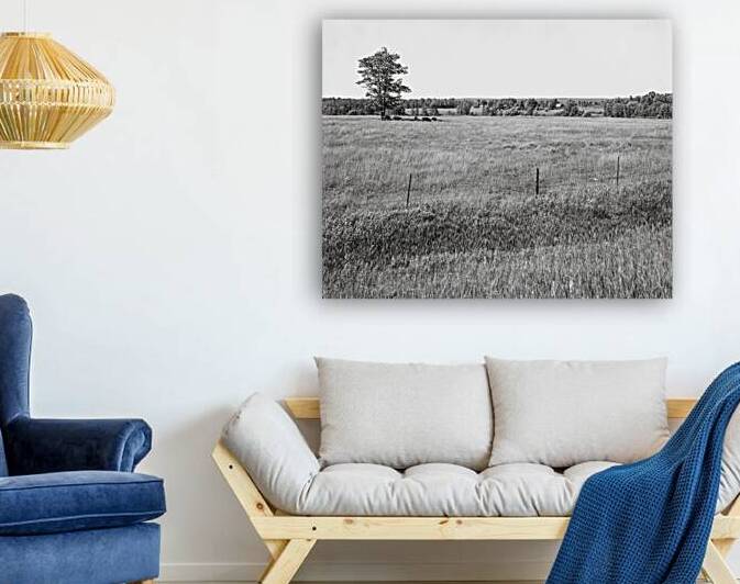 Shade Tree by Compass Studios