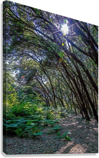 Maritime pine forest in Salento Canvas Print
