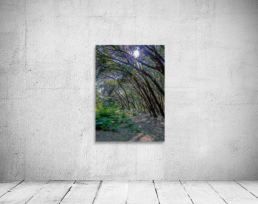 Maritime pine forest in Salento Wall Preview