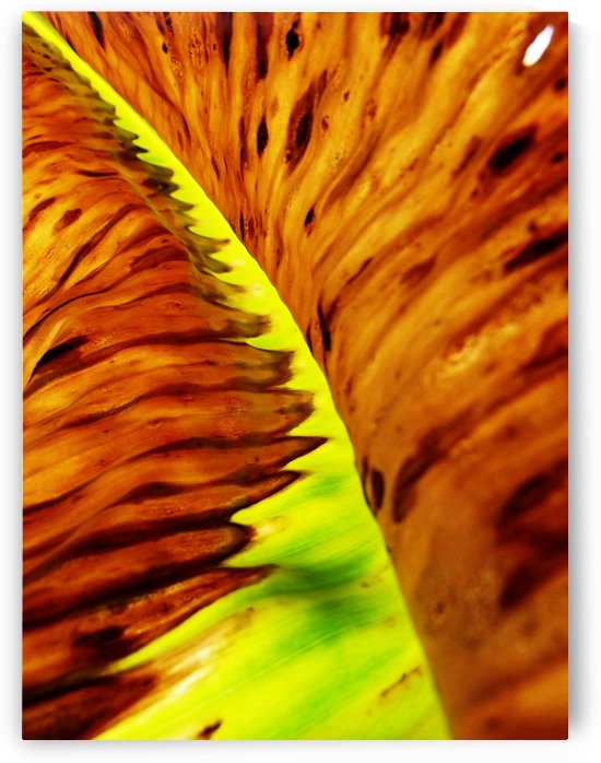 Leaf of Banana2 by Rizal Ghazali
