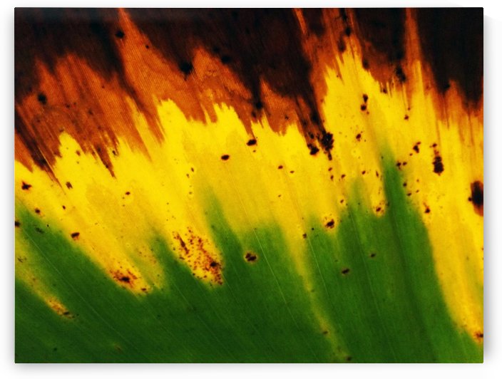 Leaf of Banana1 by Rizal Ghazali