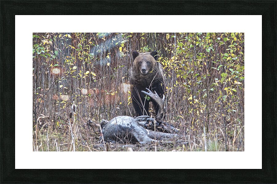  Fine Art print