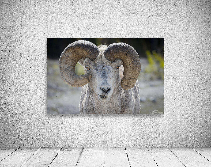 Unique Stone Sheep Wall Preview