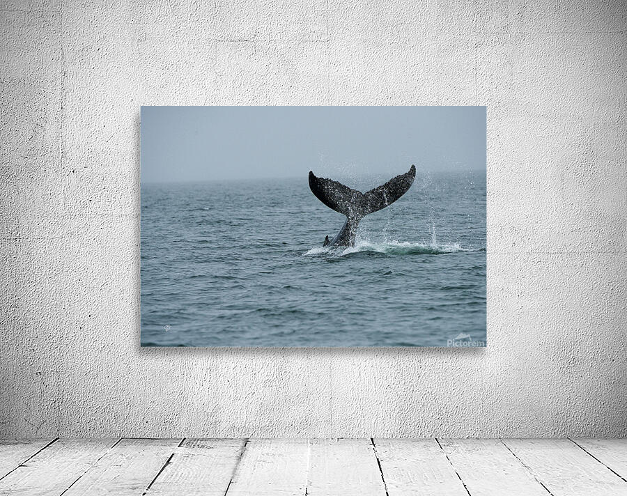Whale Tail Wall Preview