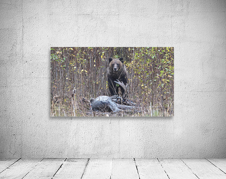 Grizzly kill Wall Preview