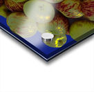 Apples on Blue Acrylic print
