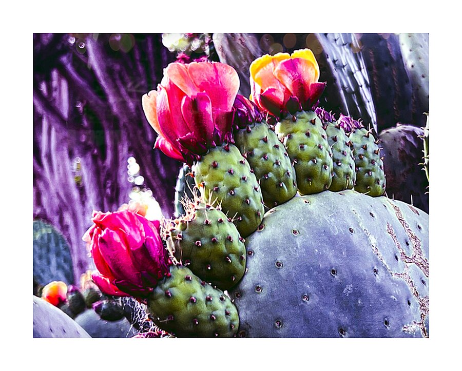 Cactus Group   Picture Frame print