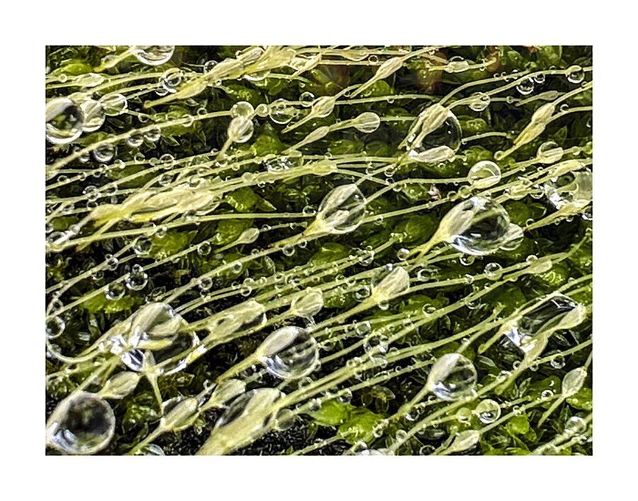 Essence Picture Frame print