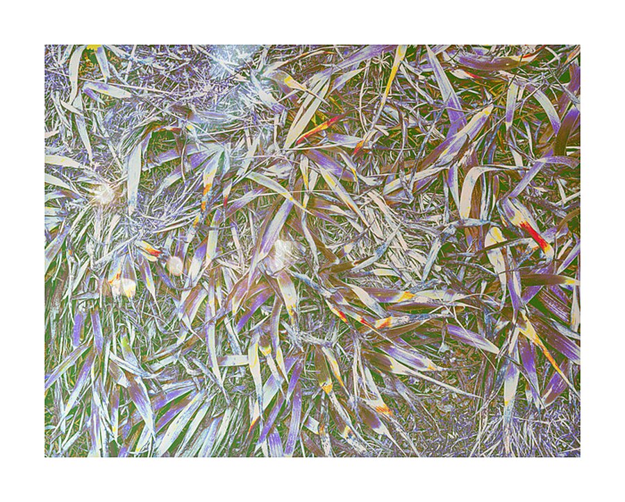 Many Grasses  Picture Frame print