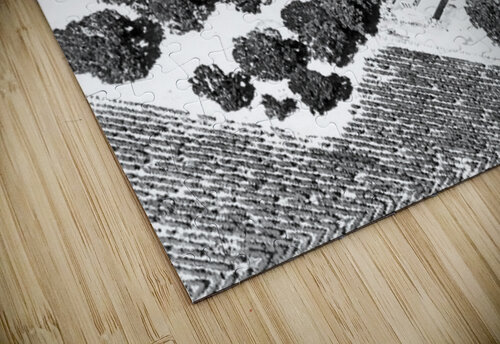 Abstract Fields Barbara Jacobs puzzle