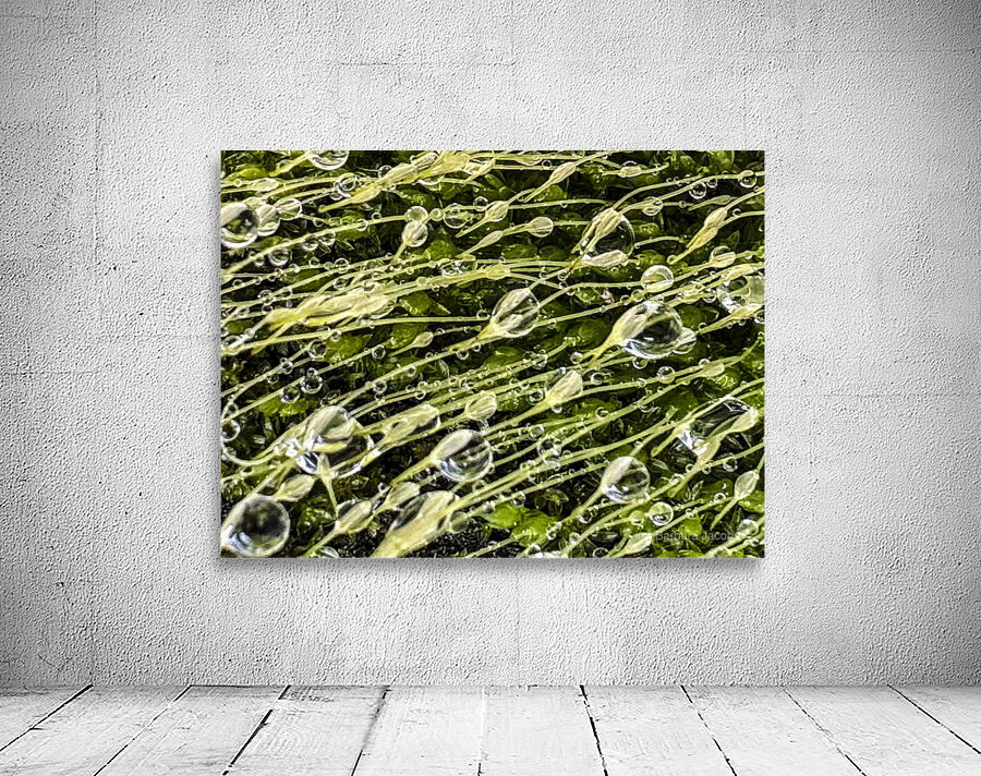 Essence Wall Preview