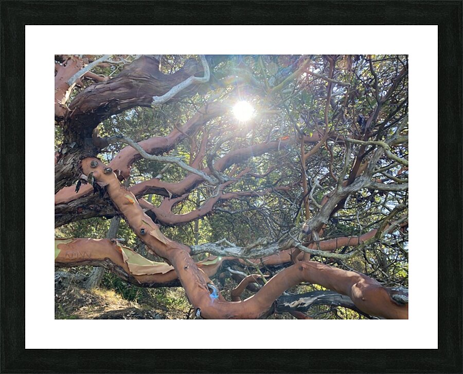 IMG 3491 Picture Frame print