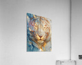 Tiger One Acrylic Print