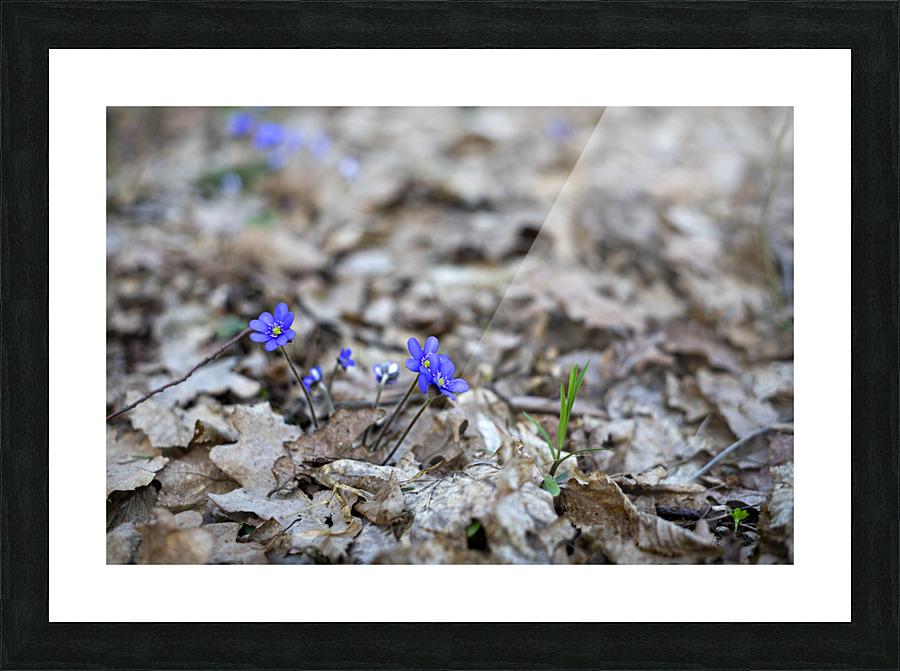 First violets in early spring Picture Frame print