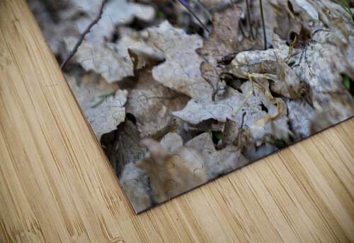 First violets in early spring gervele art puzzle