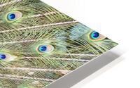 Blue Peacock HD Metal print
