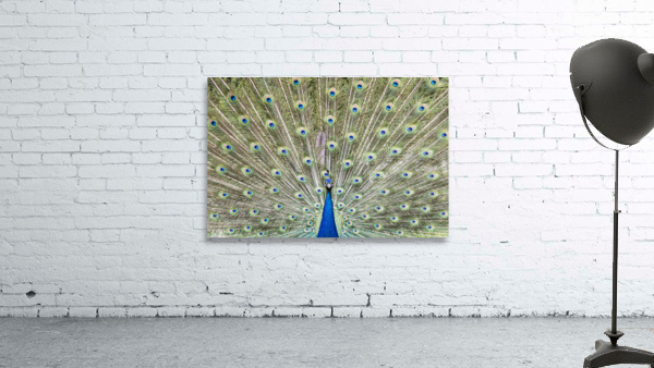 Blue Peacock Wall Preview