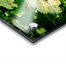 Photosyntesis Acrylic print