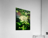 Photosyntesis Acrylic Print