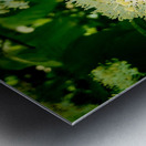 Photosyntesis Metal print