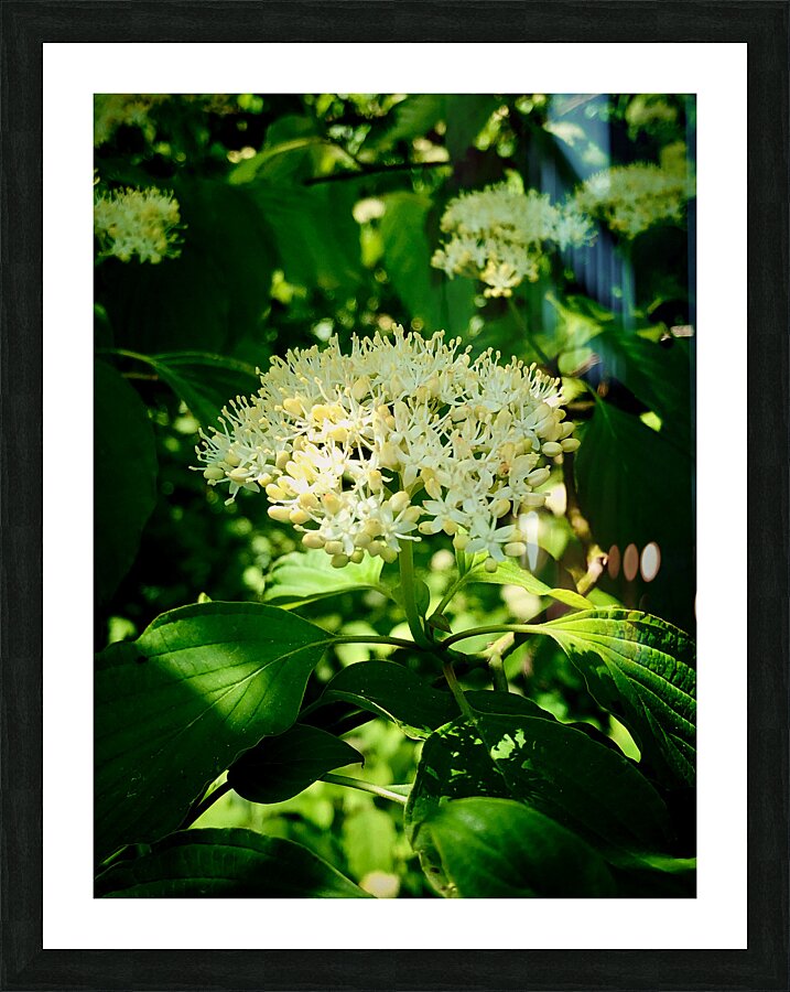 Photosyntesis Picture Frame print