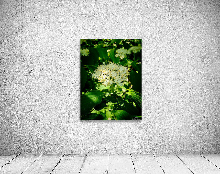 Photosyntesis Wall Preview