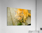 Green Cat Acrylic Print