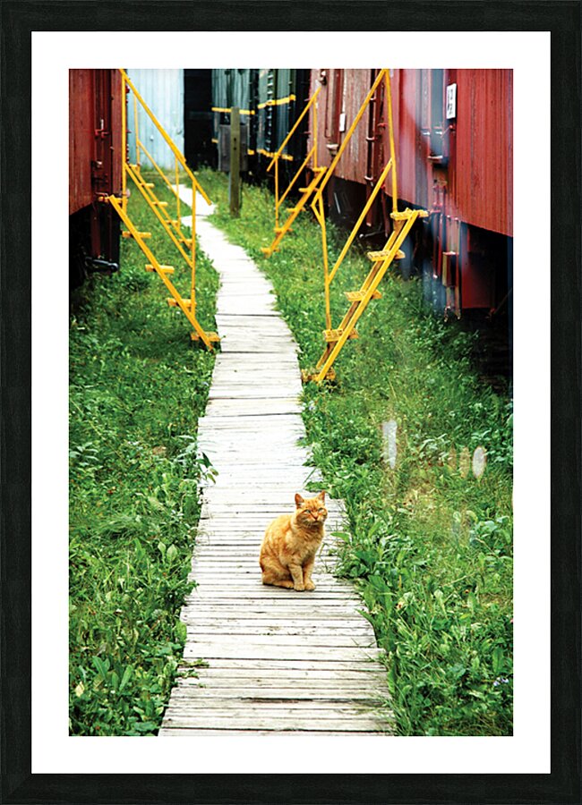 Board Cat Walk Picture Frame print