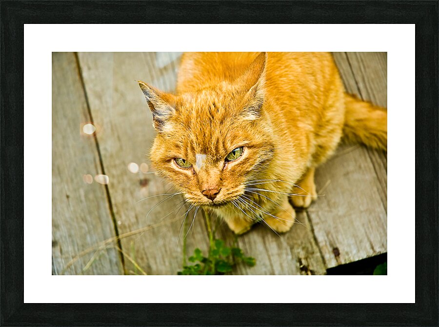 Green Cat Picture Frame print