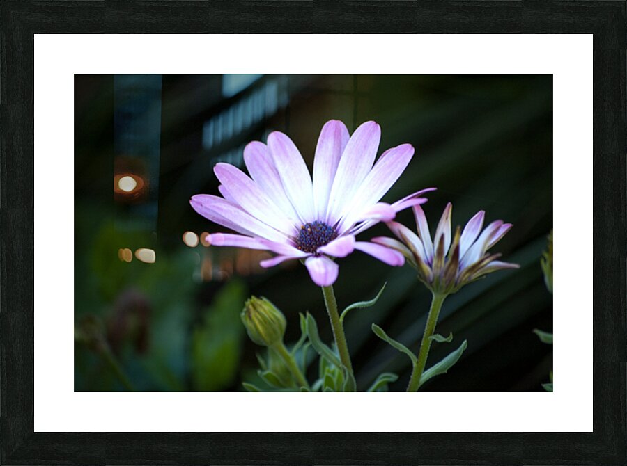 Poiple Flowah Picture Frame print