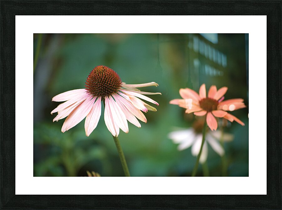 The Healing Picture Frame print