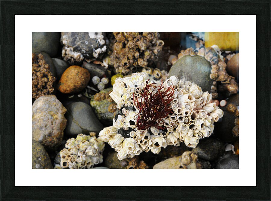 Beach Reach Picture Frame print