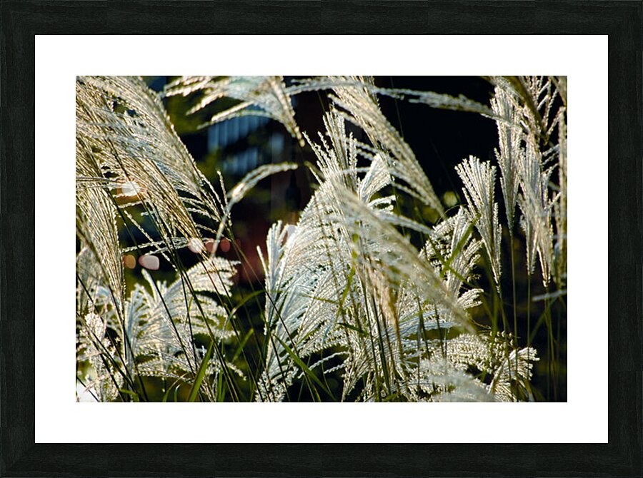 Scenic Wheat Picture Frame print