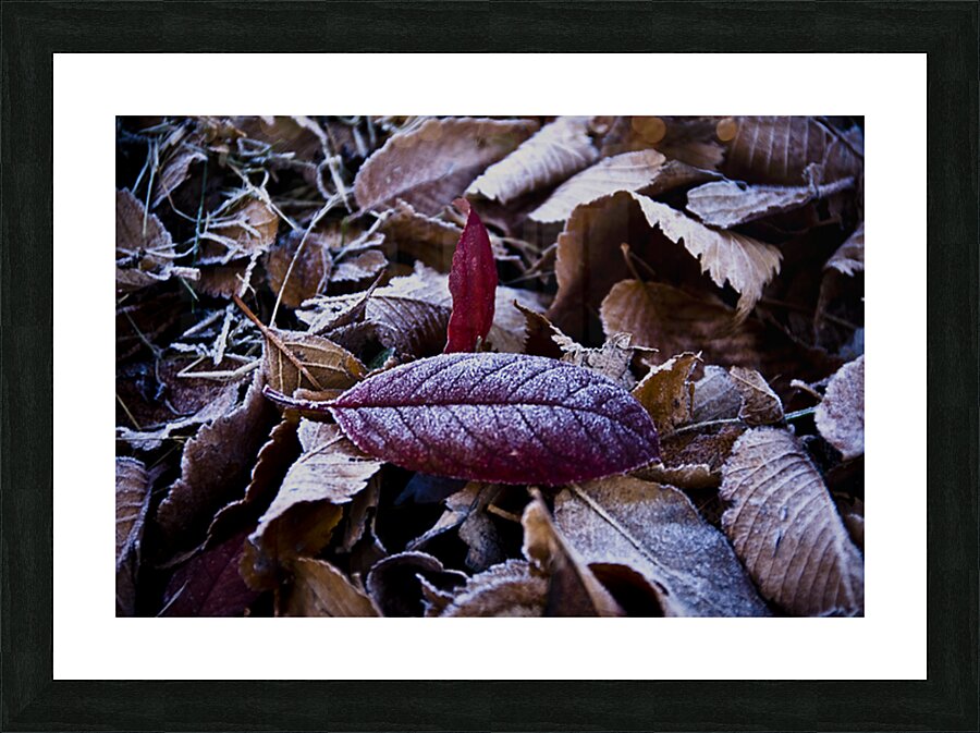 Bitter Leaves 8 Picture Frame print