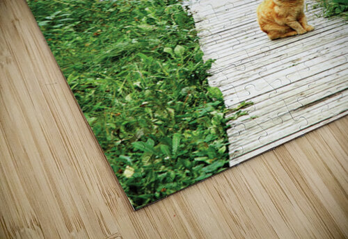 Board Cat Walk GyspyMoon Photography puzzle