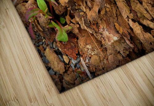 Lady Bug Forest GyspyMoon Photography puzzle