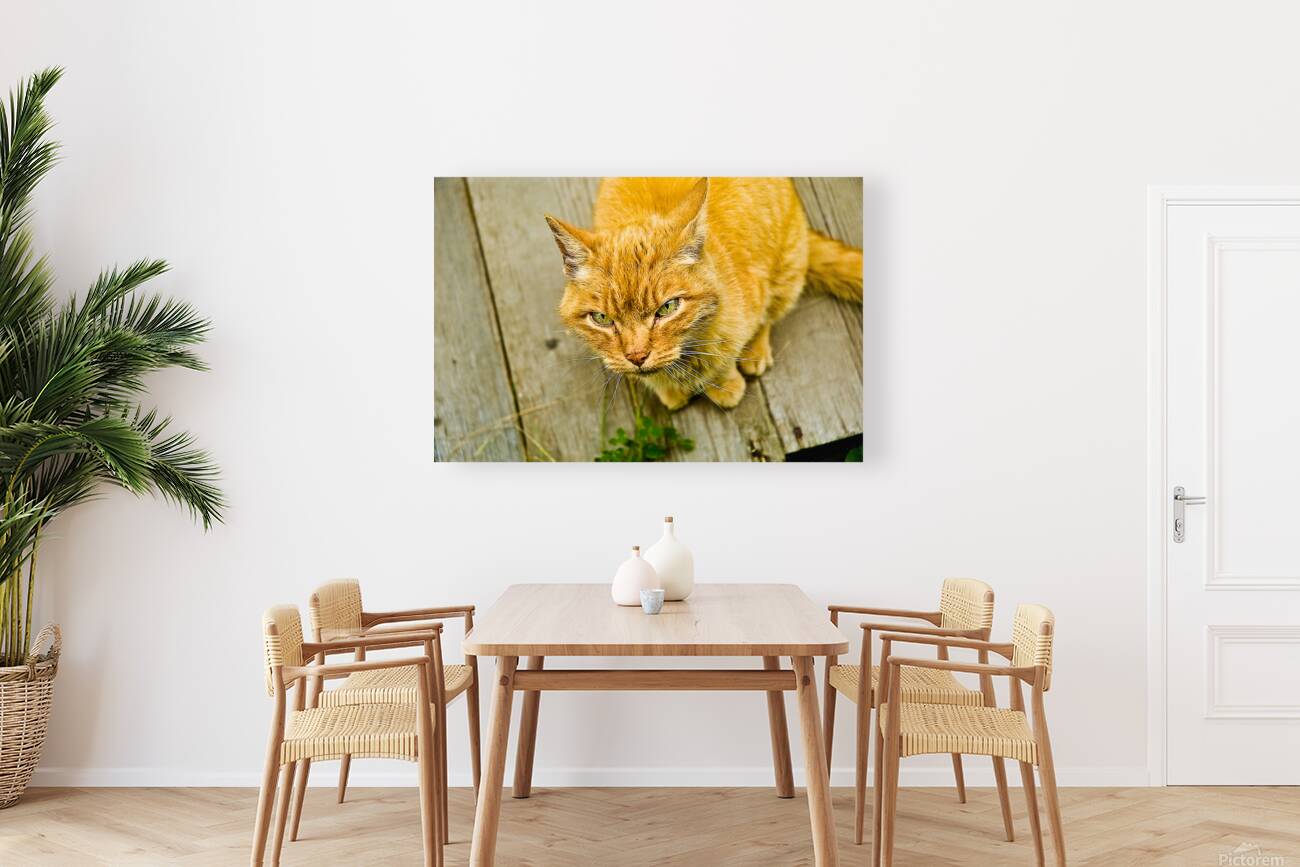 Green Cat Reproduction