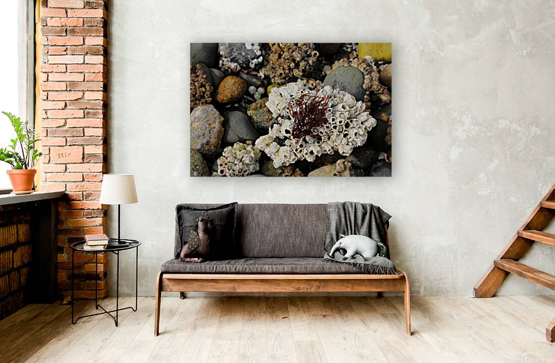 Beach Reach Reproduction