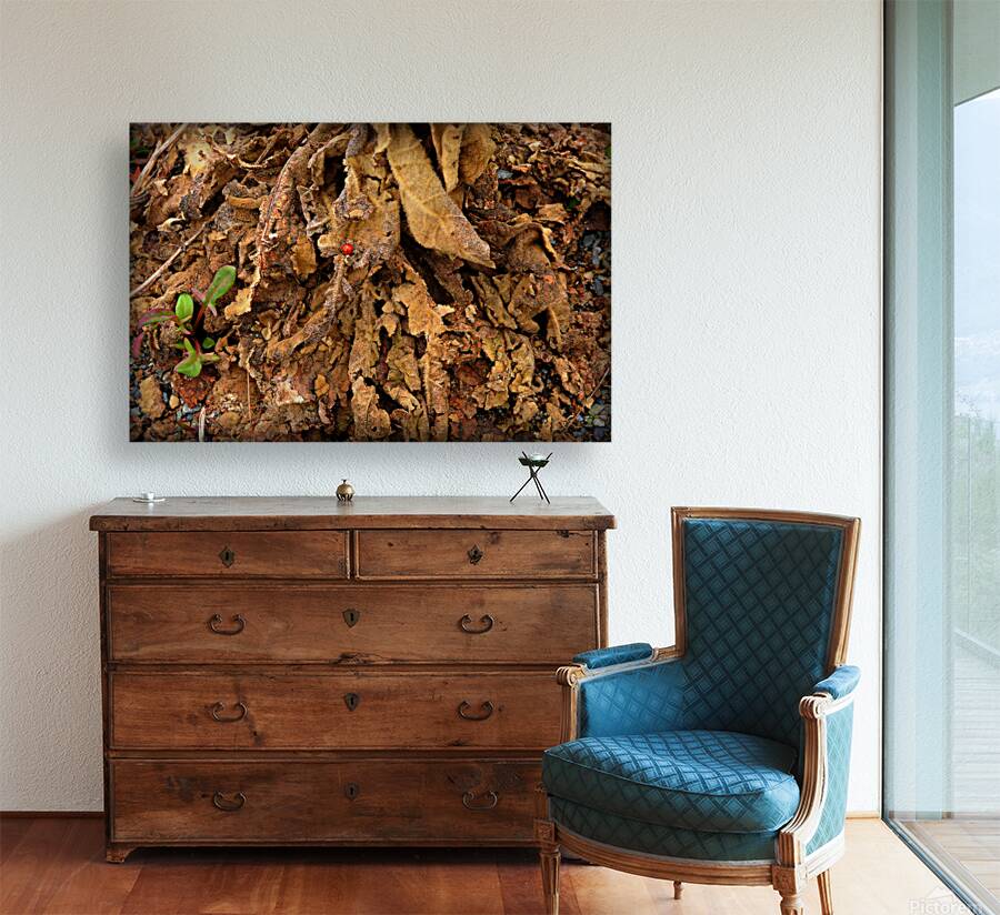 Lady Bug Forest Reproduction