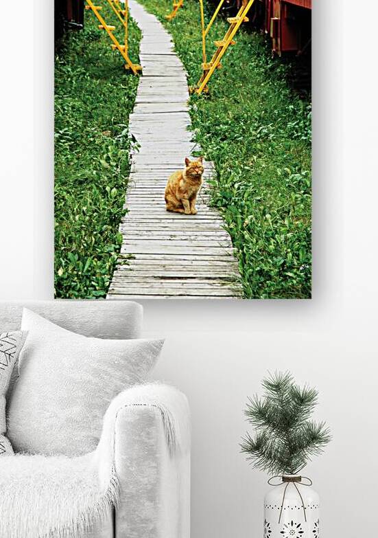 Board Cat Walk by GyspyMoon Photography
