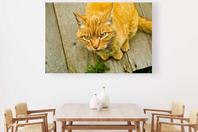 Green Cat Reproduction