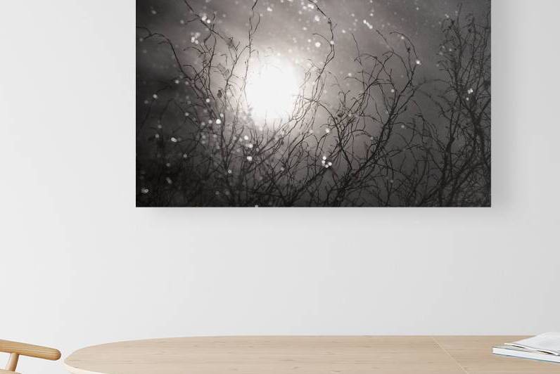 Night Branched by GyspyMoon Photography