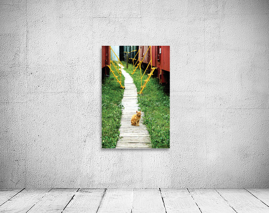 Board Cat Walk Wall Preview